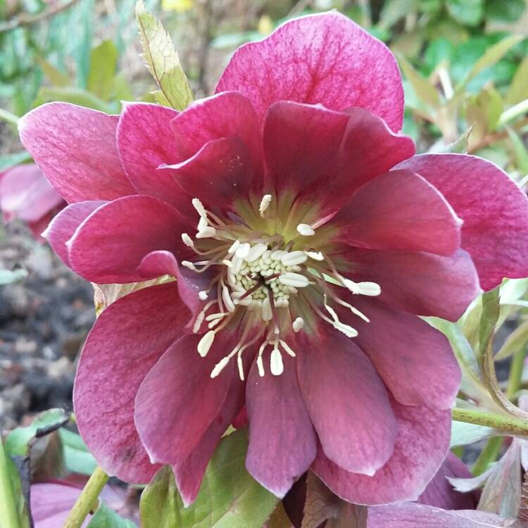Plant image Helleborus x hybridus 'Double Ellen Purple' (Double Ellen Series)