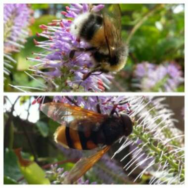Janet's garden