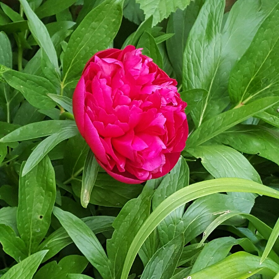 Peony 'Rubra Plena' (Herbaceous)