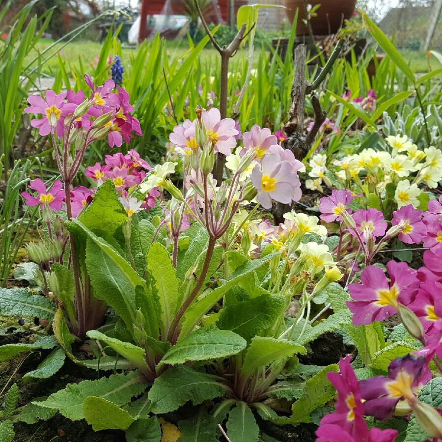 Jan's garden