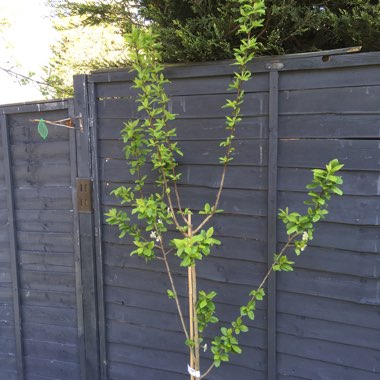 Greengage