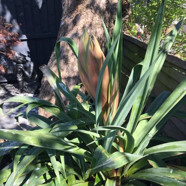Janine's garden