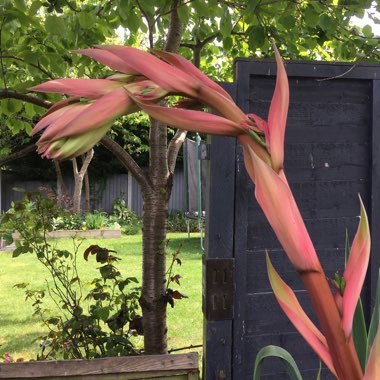 Janine's garden