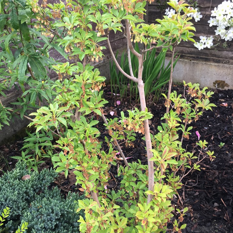 plant image 399643