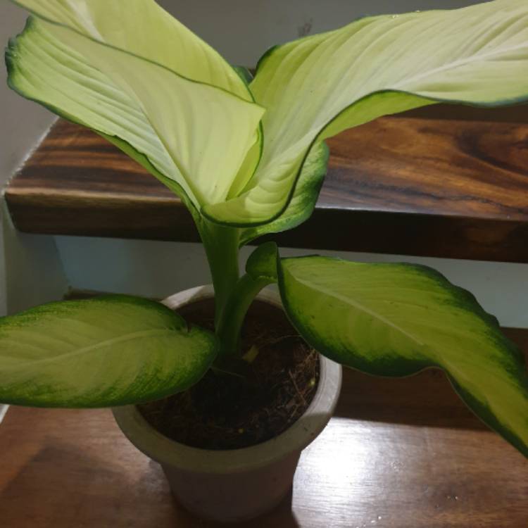Plant image Dieffenbachia hybrida 'Tropic Marianne'