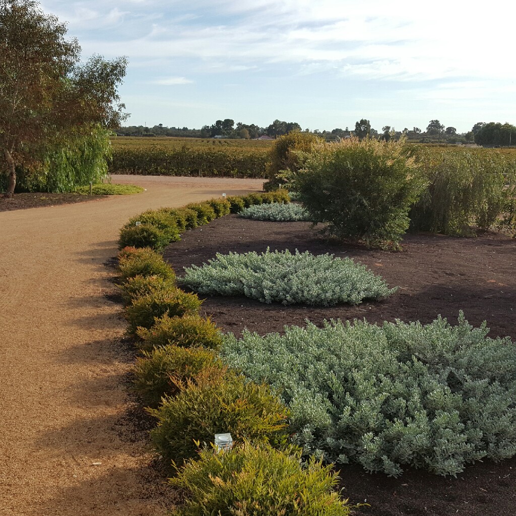 Jane's garden