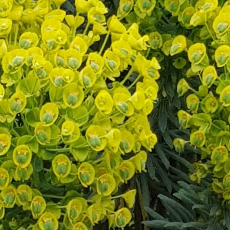 plant image 1011992