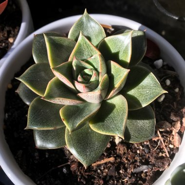 Echeveria 'Dionysos'