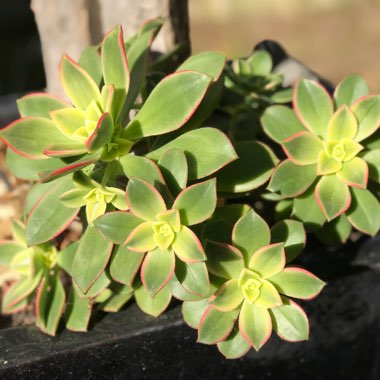Aeonium 'Kiwi'