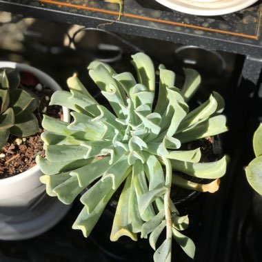 Echeveria 'Runyonii Topsy Turvy'
