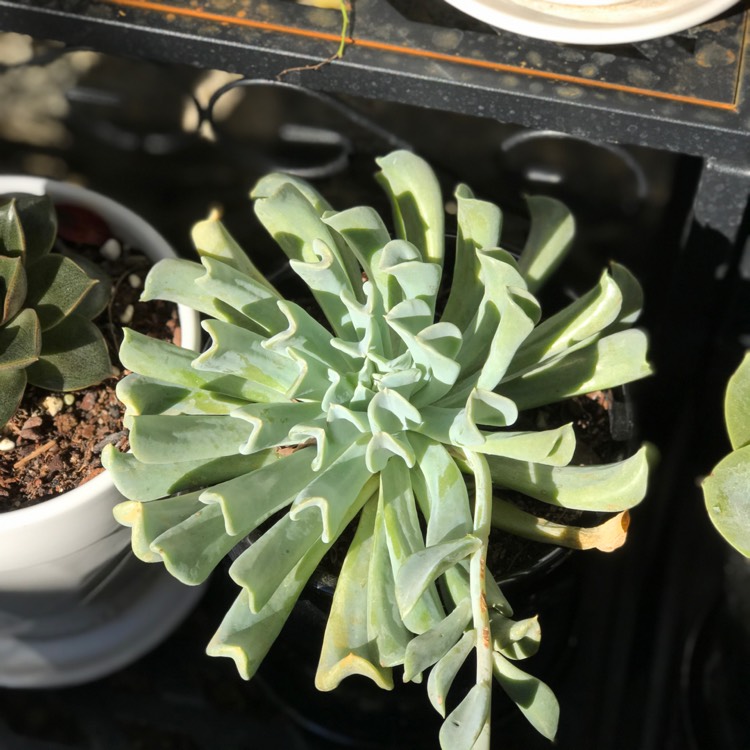 plant image 1075041