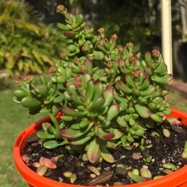 Crassula Anomala