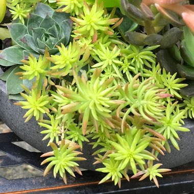 Stonecrop 'Gold Mound'