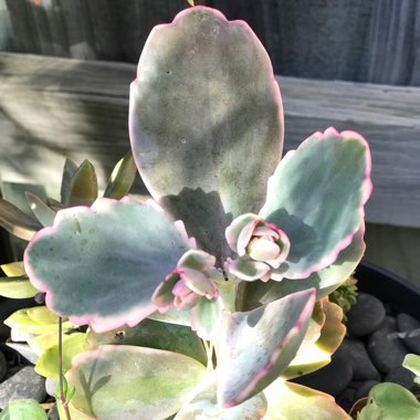 Variegated Lavender Scallops