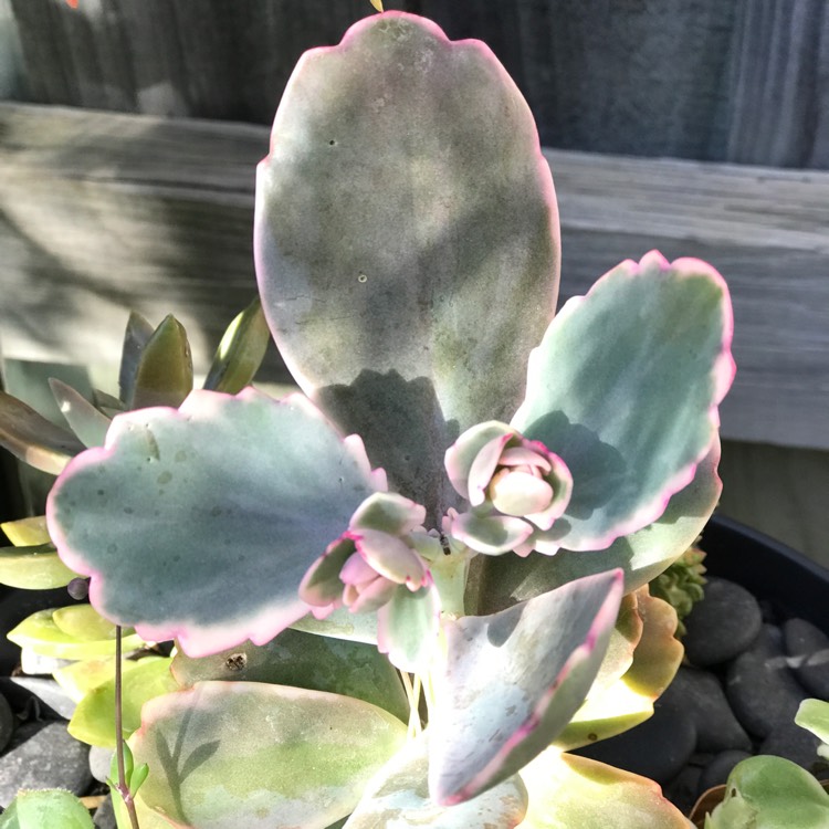 plant image 1103881