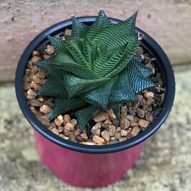 Haworthiopsis 'Limifolia Striata'