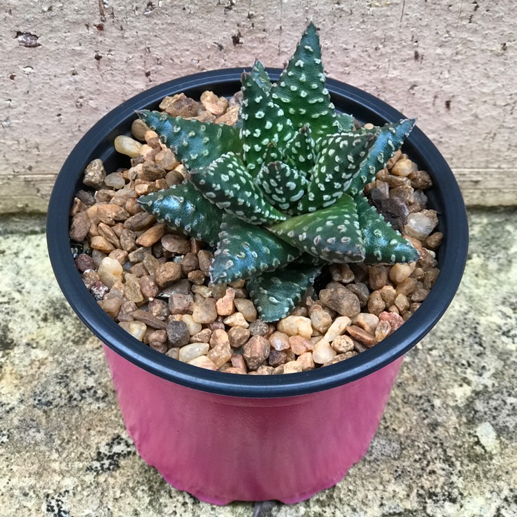 plant image 1134485