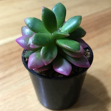 Anacampseros rufescens variegata aka Rainbow Sand Rose