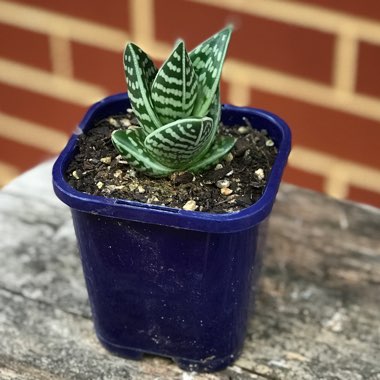 Aloe