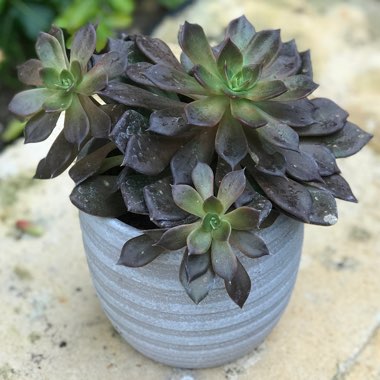 Echeveria 'Chocolate'