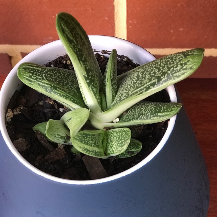 plant image 940668