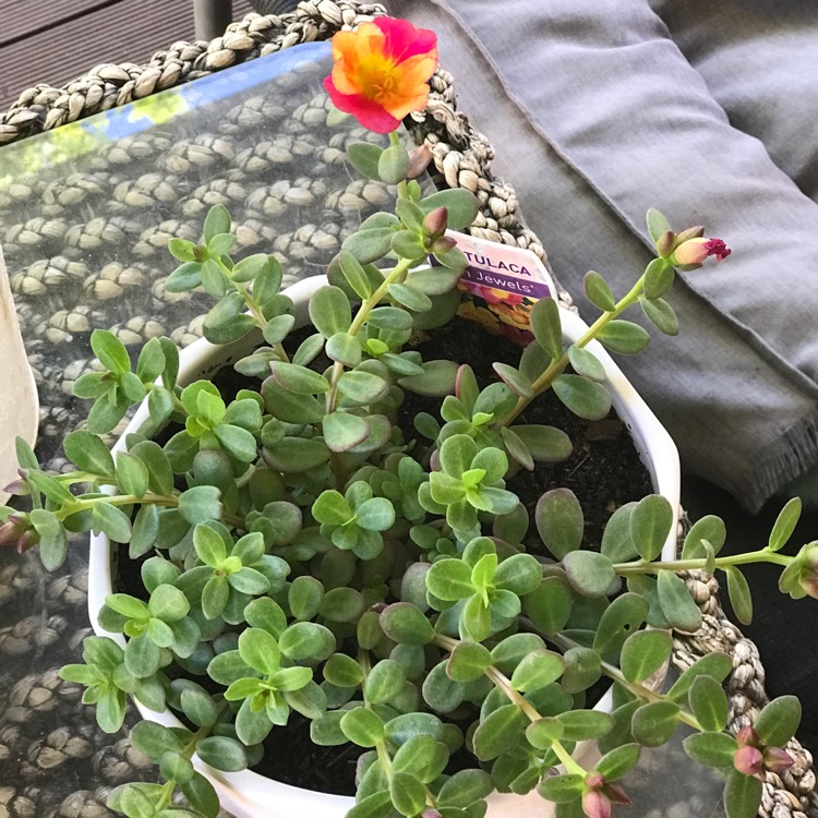 Plant image Portulaca oleracea 'Sun Jewels'