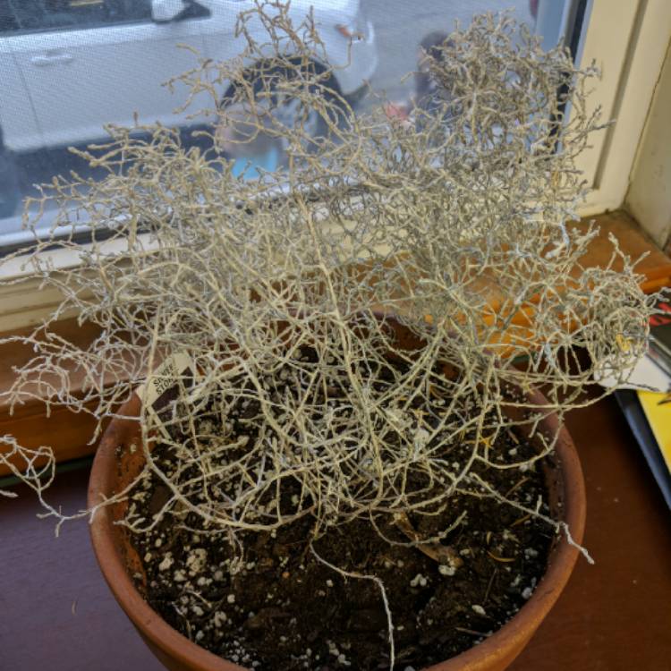 Plant image Calocephalus