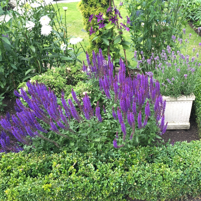 Plant image Salvia nemorosa 'Amethyst'