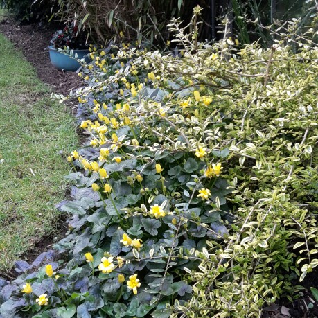 Ficaria verna 'Coppernob'