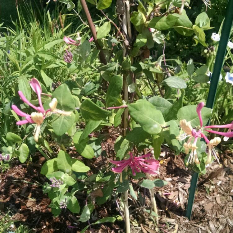 Plant image Lonicera periclymenum 'Belgica Select'