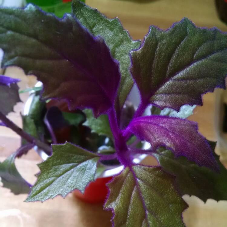 Plant image Gynura Aurantiaca 'Purple Passion'