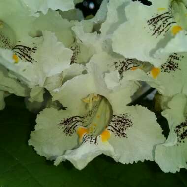 Catalpa bignonioides  syn.Catalpa catalpa, Catalpa syringaefolia