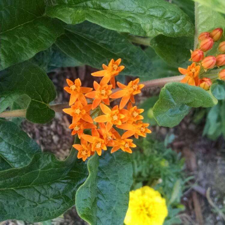 plant image 463312