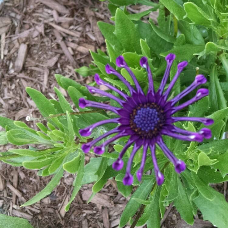 plant image 468187