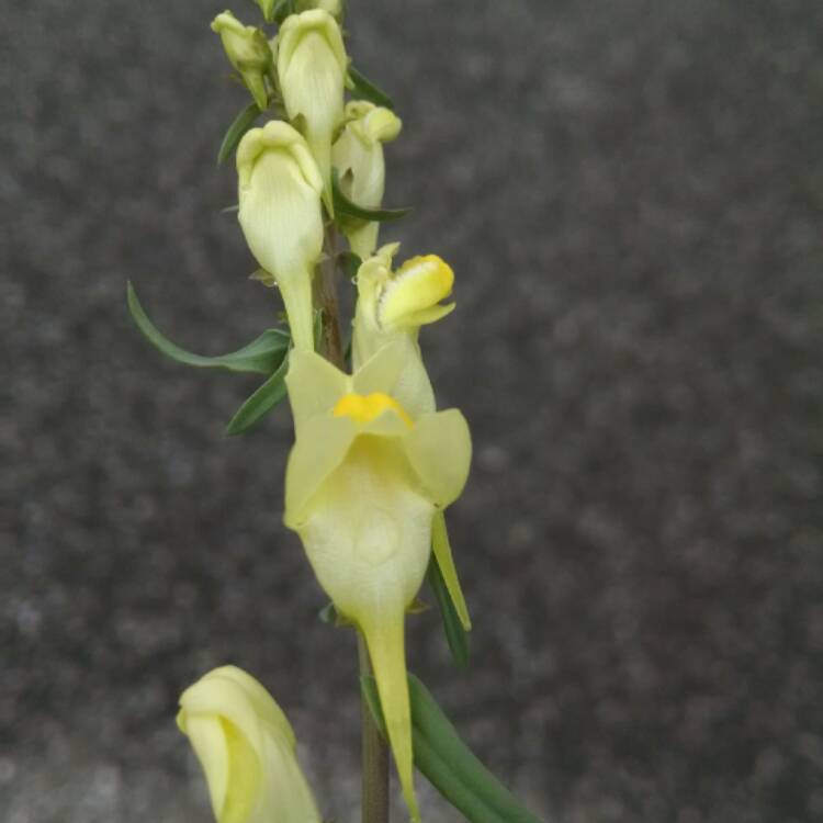plant image 469342