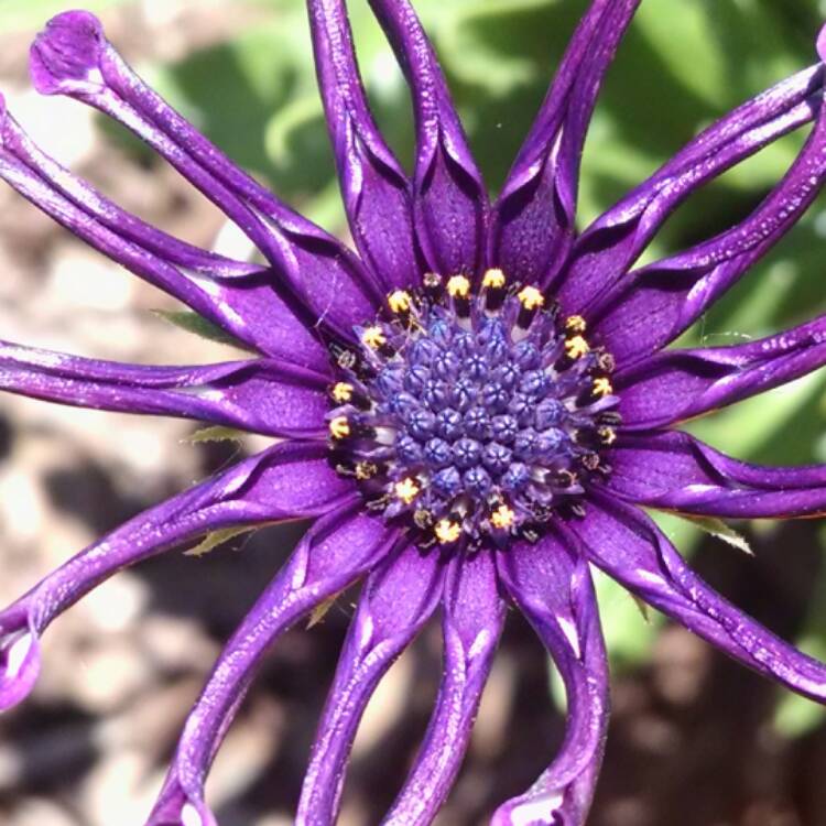 plant image 473232