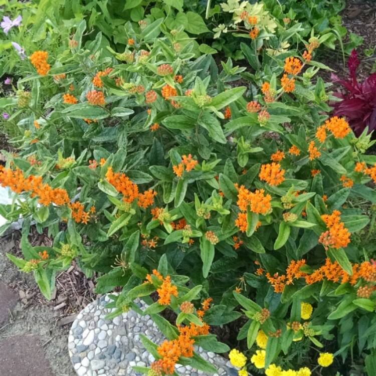 plant image 480710