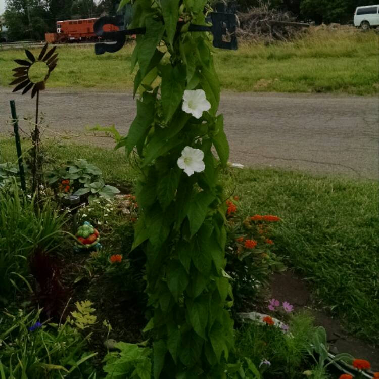 plant image 481888