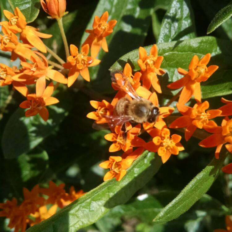 Plant image Asclepias tuberosa
