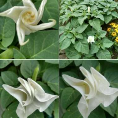 Ipomoea Alba