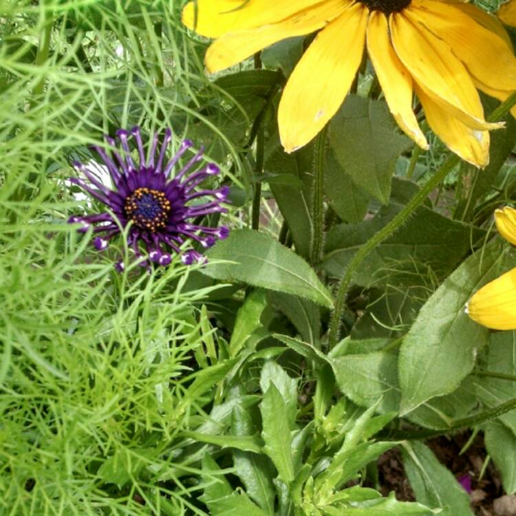 plant image 511645
