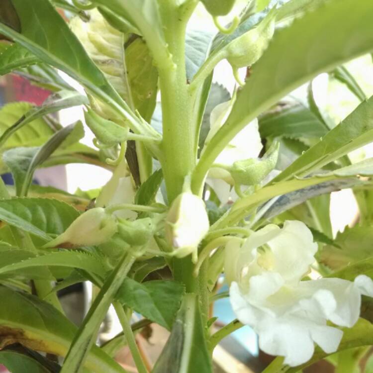 plant image 517343