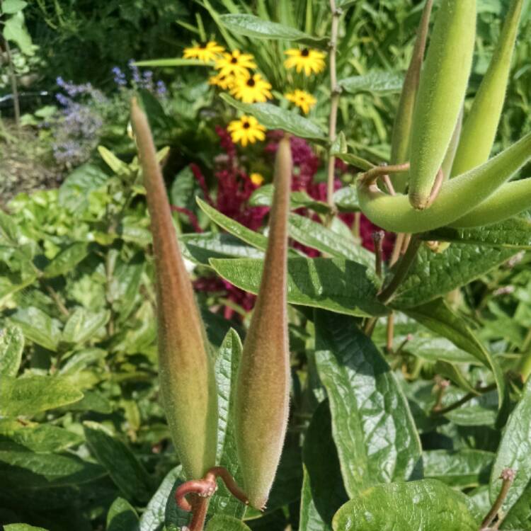 plant image 528378