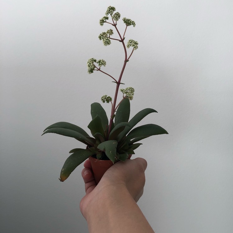 Plant image Crassula 'Orbicularis'