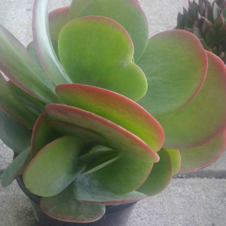 plant image 605950