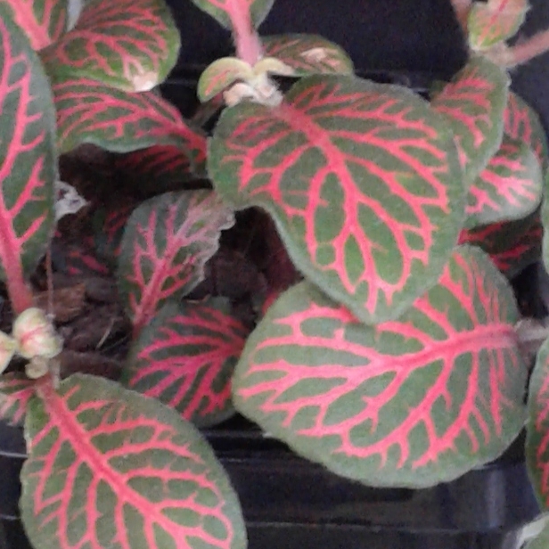 Plant image Fittonia agyroneura 'Mini Red Vein'