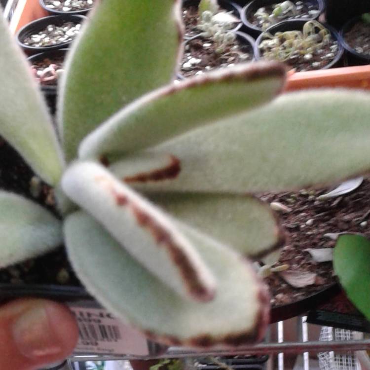 Plant image Kalanchoe tomentosa 'Black Tie'