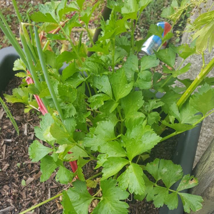 Plant image Apium Graveolens 'Amsterdam'
