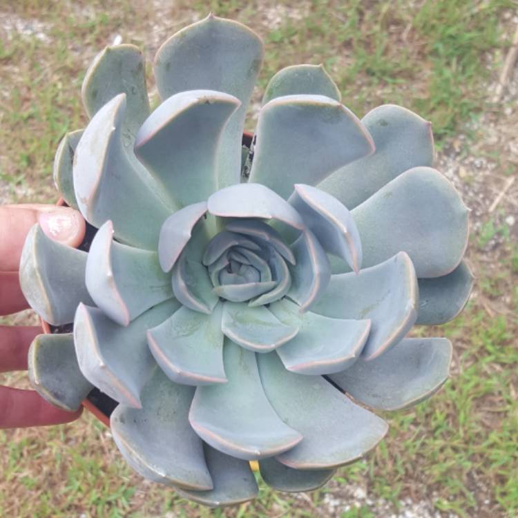 plant image 607953