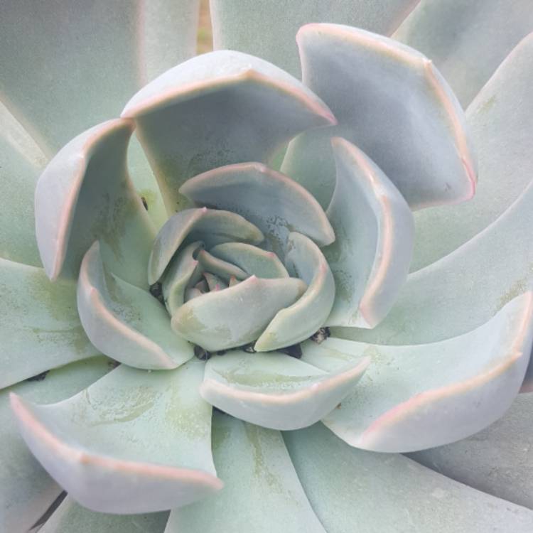 plant image 607987